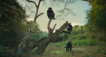 Movie still from “Voyage of Time” (2016), directed by Terrence Malick – Two monkeys sitting on a tree in the middle of a field; Wide shot, Low angle