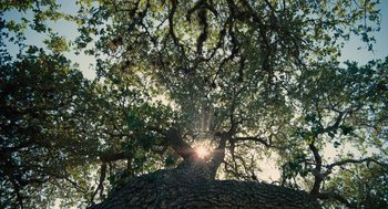 Movie still from “Voyage of Time” (2016), directed by Terrence Malick – The sun is shining through the branches of a large tree; Extreme Wide shot, Low angle
