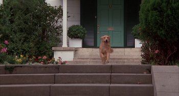 Movie still from “WarGames” (1983), directed by John Badham – A brown dog standing on the steps of a house; Wide shot, Low angle