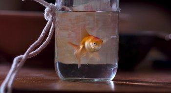 Movie still from “What About Bob?” (1991), directed by Frank Oz – A fish in a glass jar with a rope around its neck; Extreme Close Up shot, High angle