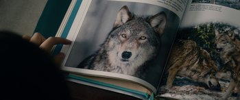 Movie still from “Wildling” (2018), directed by Fritz Böhm – The face of a wolf in a book; Extreme Close Up shot, Overhead angle