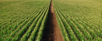 Movie still from “Wyatt Earp” (1994), directed by Lawrence Kasdan – A person walking down a dirt path in a field; Extreme Wide shot, Overhead angle