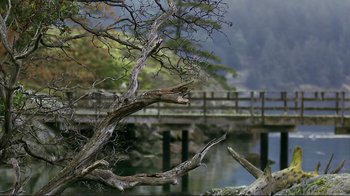 Movie still from “Your Sister's Sister” (2011), directed by Lynn Shelton – A tree that is in the middle of the water; Extreme Wide shot, High angle