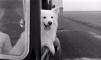 Movie still from “Yoyo” (1965), directed by Pierre Étaix – A dog sitting in the drivers seat of a car; Close Up shot, High angle