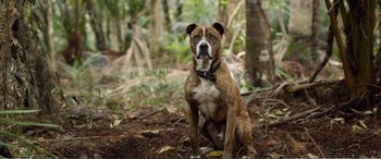 Movie still from “Hunt for the Wilderpeople” (2016), directed by Taika Waititi – A brown and white dog sitting in the woods; Wide shot, Low angle