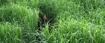 Movie still from “In the Tall Grass” (2019), directed by Vincenzo Natali – Extreme Wide shot, High angle
