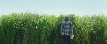 Movie still from “In the Tall Grass” (2019), directed by Vincenzo Natali – A man standing in front of tall grass holding a book; Wide shot, Low angle