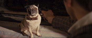 Movie still from “Kingsman: The Secret Service” (2014), directed by Matthew Vaughn – A pug dog wearing a leather collar and a brown bow tie; Close Up shot, High angle