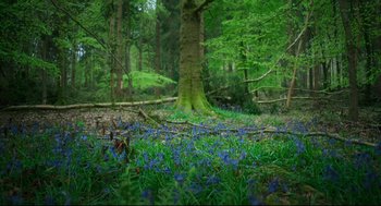 Movie still from “Men” (2022), directed by Alex Garland – A forest filled with lots of green and blue flowers; Extreme Wide shot, Low angle
