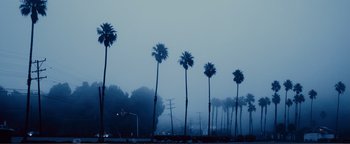 Movie still from “Nocturnal Animals” (2016), directed by Tom Ford – Palm trees line a street in the fog; Extreme Wide shot, Low angle