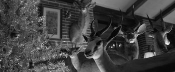 Movie still from “Roma” (2018), directed by Alfonso Cuarón – A couple of animals that are next to each other; Extreme Close Up shot, Low angle
