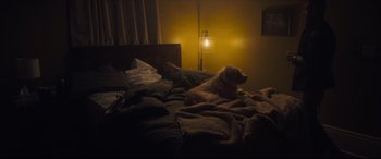 Movie still from “Synchronic” (2019), directed by Justin Benson – A dog is laying on a bed in a bedroom; Wide shot, Overhead angle