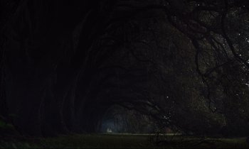 Movie still from “The Beguiled” (2017), directed by Sofia Coppola – A dark forest with trees and a road; Extreme Wide shot, Low angle
