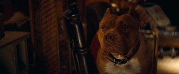 Movie still from “Once Upon a Time in Hollywood” (2019), directed by Quentin Tarantino – A dog's face in a dark room; Extreme Close Up shot, High angle