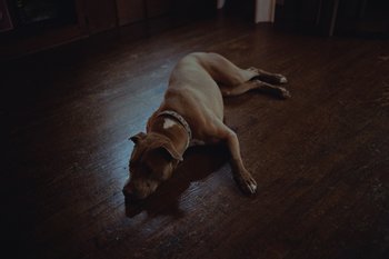 Movie still from “Glaive - All Dogs Go To Heaven” (2021), directed by Ramez Silyan – Wide shot, High angle