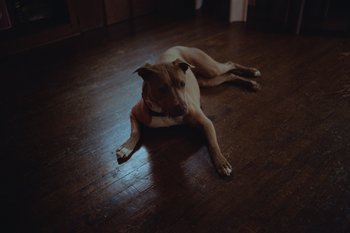 Movie still from “Glaive - All Dogs Go To Heaven” (2021), directed by Ramez Silyan – Wide shot, High angle