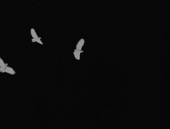 Movie still from “Alaskan Tapes - And, We Disappear” (2019), directed by Meredith Hama-Brown – Extreme Close Up shot, Low angle