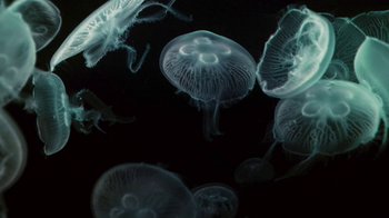 Movie still from “Apparat - Heroist” (2019), directed by Matilda Finn – Extreme Close Up shot, Overhead angle