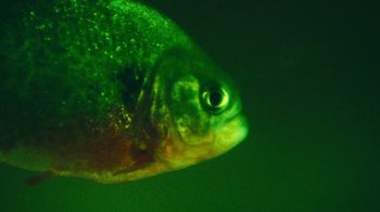 Movie still from “A.CHAL - Cuánto” (2018), directed by Dexter Navy – Extreme Close Up shot, Overhead angle