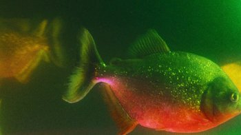 Movie still from “A.CHAL - Cuánto” (2018), directed by Dexter Navy – Extreme Close Up shot, Overhead angle