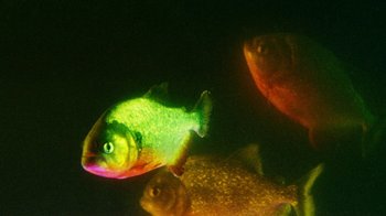 Movie still from “A.CHAL - Cuánto” (2018), directed by Dexter Navy – Extreme Close Up shot, Overhead angle