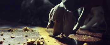 Movie still from “Harry Styles - Kiwi” (2017), directed by Us – Extreme Close Up shot, Overhead angle