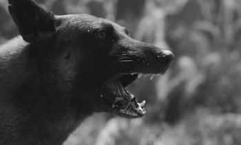 Movie still from “alt-J - 3WW” (2017), directed by Young Replicant – Extreme Close Up shot, Low angle