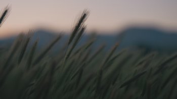 Movie still from “Cold Specks - Neuroplasticity” (2015), directed by Young Replicant – Extreme Close Up shot, Low angle