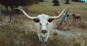 Movie still from “Alt-J - Left Hand Free” (2014), directed by Ryan Staake – Wide shot, Low angle