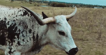 Movie still from “Alt-J - Left Hand Free” (2014), directed by Ryan Staake – Extreme Close Up shot, High angle