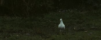 Movie still from “Bon Iver - Towers” (2011), directed by Nabil Elderkin – Extreme Close Up shot, High angle