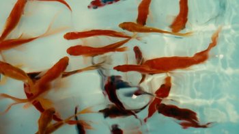 Movie still from “Downtown Kayoto - Changed it” (2023), directed by Joe Howat – Extreme Close Up shot, Overhead angle