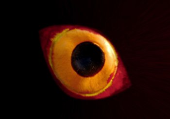 Movie still from “Miel De Montagne - Le Pigeon” (2023), directed by Morgan Jouquand – Extreme Close Up shot, Overhead angle
