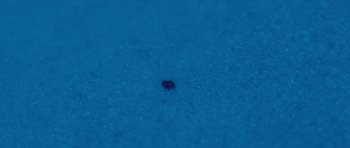 Movie still from “Ant Antic - Whoop!” (2019), directed by Jetski – Extreme Close Up shot, Overhead angle