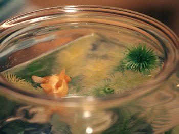 Movie still from “Blue Wilson - Underwater Dance” (2021), directed by Gabriel Jace Long – Extreme Close Up shot, High angle