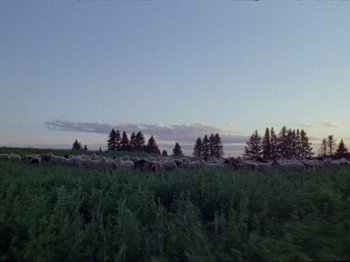 Movie still from “Black Fly - Wait” (2019), directed by Patrick Golan – Extreme Wide shot, Low angle