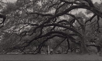 Movie still from “C'mon C'mon” (2021), directed by Mike Mills – A man and a dog under a large tree in a park; Extreme Wide shot, Low angle
