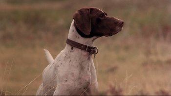 Movie still from “Days of Heaven” (1978), directed by Terrence Malick – A brown and white dog is standing in a field; Close Up shot, Low angle