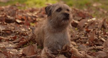 Movie still from “Ruby Sparks” (2012), directed by Valerie Faris – A dog sitting in a pile of fall leaves on the ground; Close Up shot, High angle