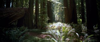 Movie still from “Star Wars: Episode VI - Return of the Jedi” (1983), directed by Richard Marquand – A forest filled with trees and ferns in the distance; Extreme Wide shot, Low angle