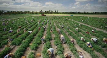 Movie still from “A Million Miles Away” (2023), directed by Alejandra Márquez Abella – A group of people in a field picking tomatoes; Extreme Wide shot, High angle