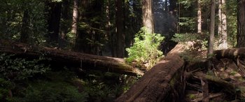 Movie still from “After Earth” (2013), directed by M. Night Shyamalan – A person standing next to a fallen tree in the woods; Extreme Wide shot, Low angle