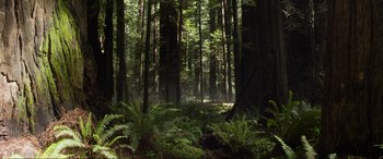 Movie still from “After Earth” (2013), directed by M. Night Shyamalan – A forest filled with lots of trees and ferns; Extreme Wide shot, Low angle