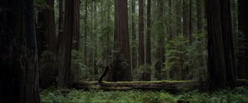 Movie still from “After Earth” (2013), directed by M. Night Shyamalan – A forest filled with tall trees next to a fallen tree; Extreme Wide shot, Low angle