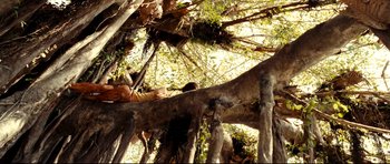 Movie still from “The Impossible” (2012), directed by J.A. Bayona – A person climbing up a tree branch in a forest; Wide shot, Low angle