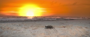 Movie still from “Barb and Star Go to Vista Del Mar” (2021), directed by Josh Greenbaum – A crab on the beach with the sun setting in the background; Extreme Wide shot, High angle