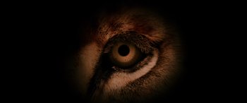 Movie still from “Blow Out” (1981), directed by Brian De Palma – An animal's eye is lit up in the dark; Extreme Close Up shot, Overhead angle