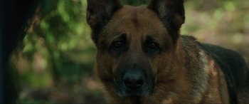 Movie still from “Brahms: The Boy II” (2020), directed by William Brent Bell – A german shepherd's face with trees in the background; Close Up shot, High angle