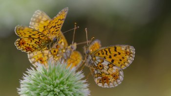 A butterfly on a flower
