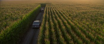 Two cars are parked on the side of the road in a corn field
